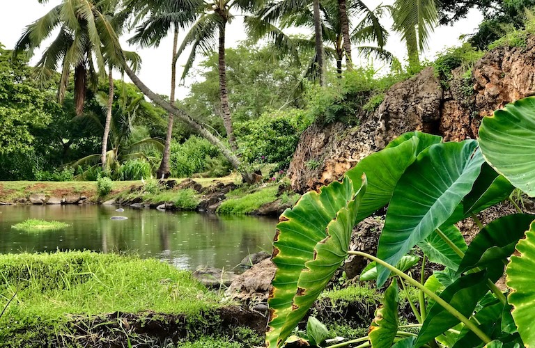 Hawaii volountourism options