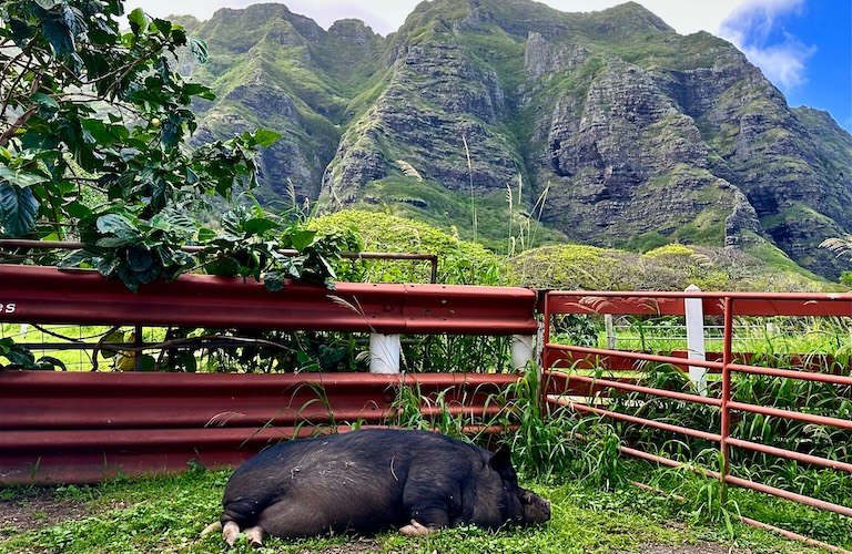 Kualoa Ranch pig lounging