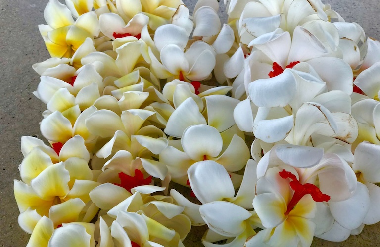 Plumeria lei Oahu Hawaii