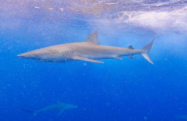 Oahu shark swimming