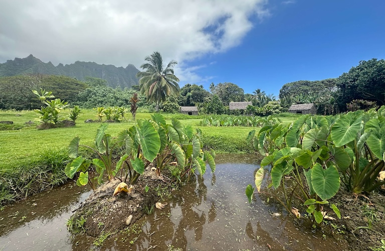 Kualoa Hawaii taro patch