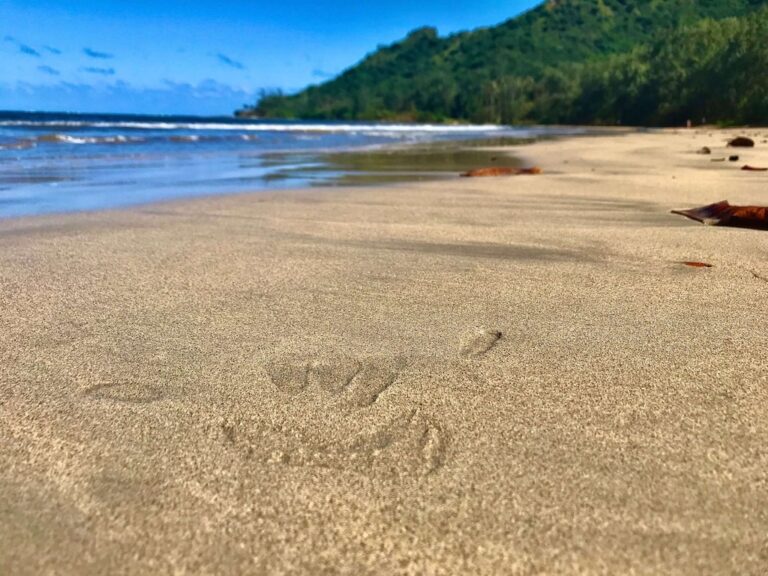 Oahu beach view tours