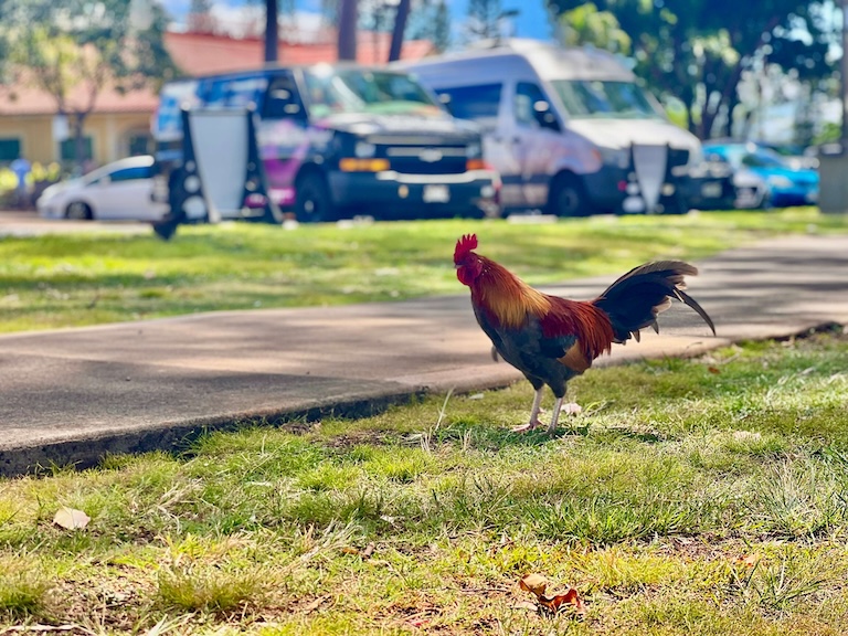 Dole Pineapple Plantation chicken