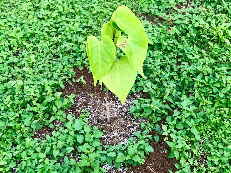 Plant native Hawaiian trees