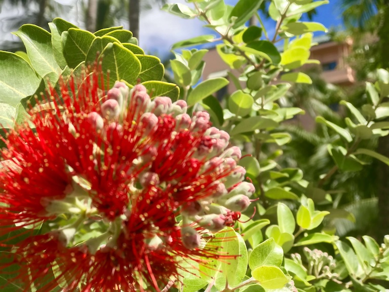 Ohia Lehua flower Waimea