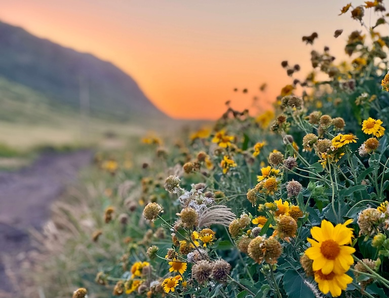 Sunset Mokuleia North Shore