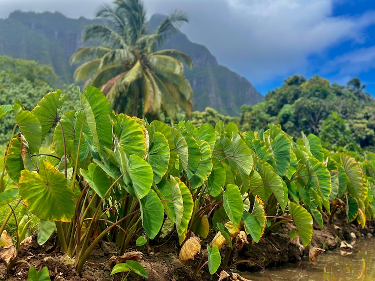 Oahu Kualoa Taro Patch