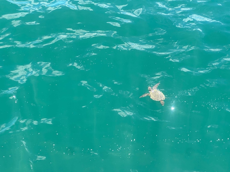 industry turtle secrets