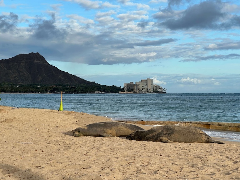 Sleeping monk seal visitors