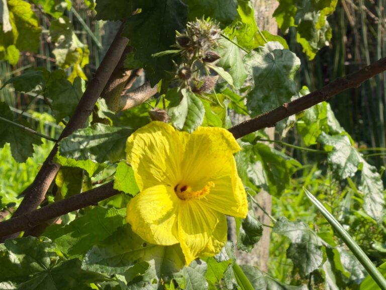 Plant Hawaiian native species