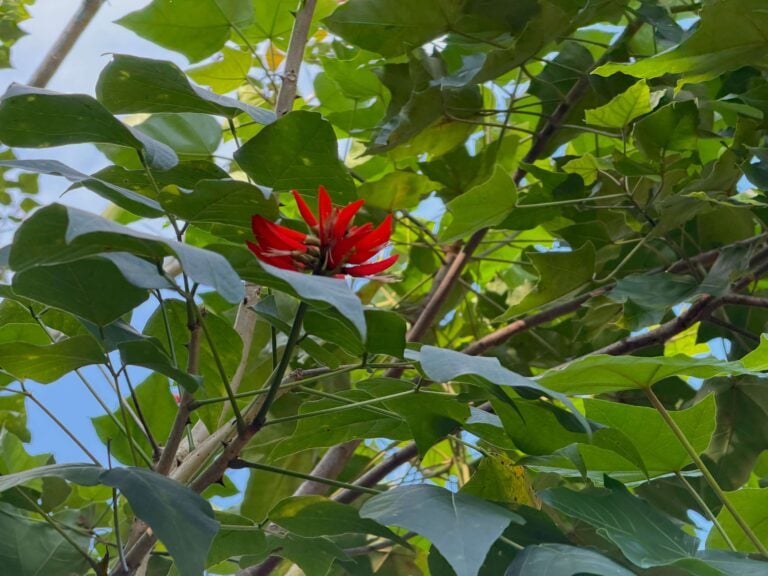 Planting Native Hawaiian Trees